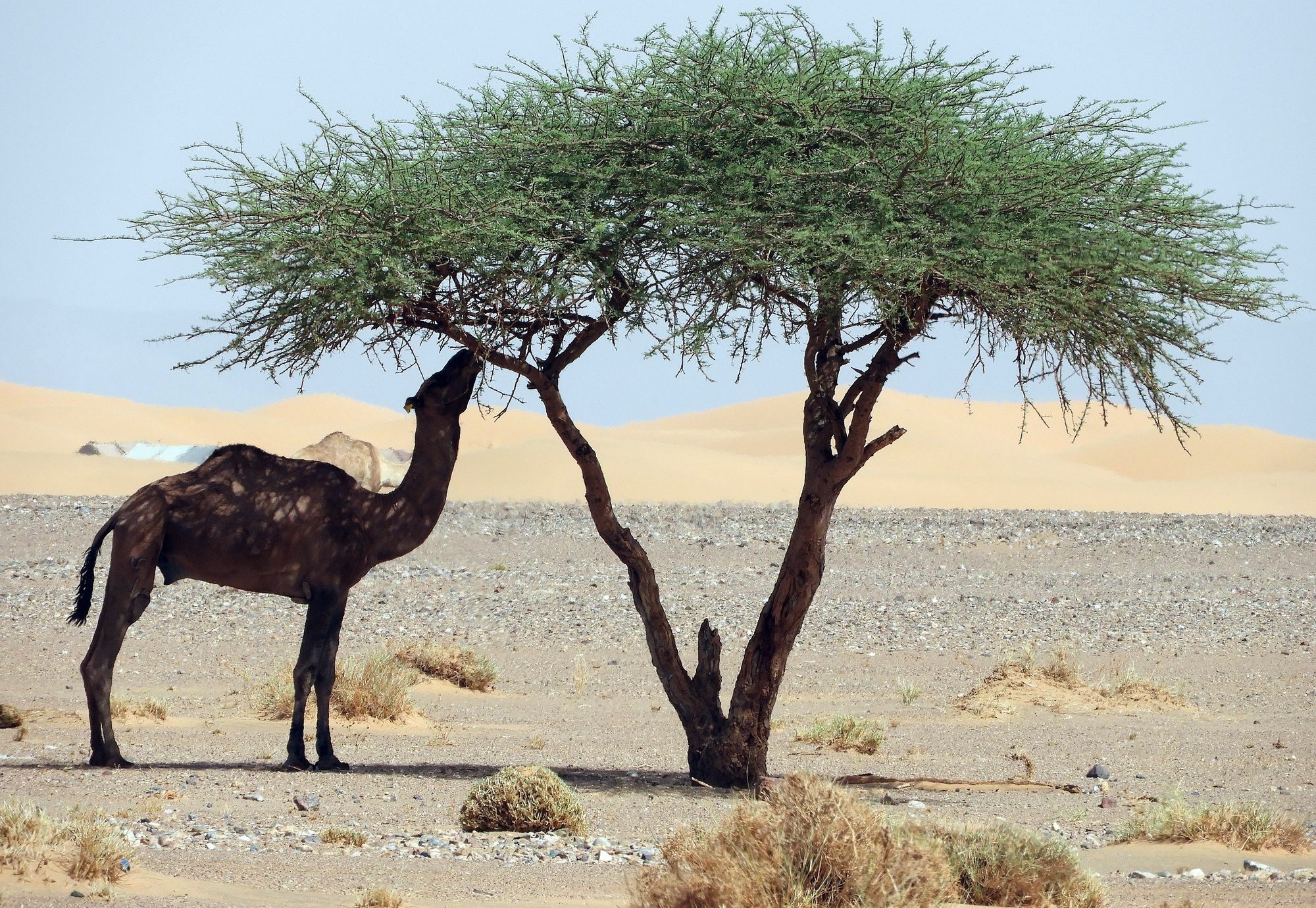 Luxury Sahara Dream Camp Hotel Merzouga Eksteriør billede